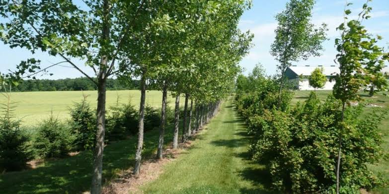 INCREASING LANDSCAPE FUNCTION WITH FERTILITY BUILDING TREES ON FARMS