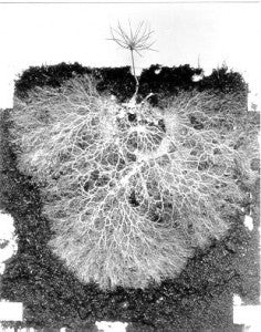 Mycorrhizal Fungi: Nature’s Gardeners